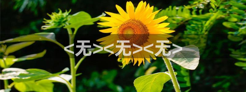 亚洲秋霞视频在线播放：<无><无><无>